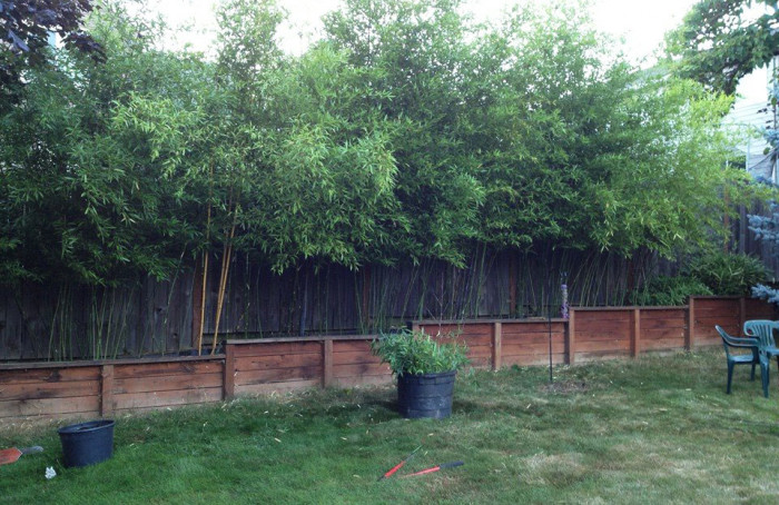 Bamboo Oasis | Privacy hedge Installations