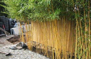 Privacy hedge Installations – Bamboo Oasis